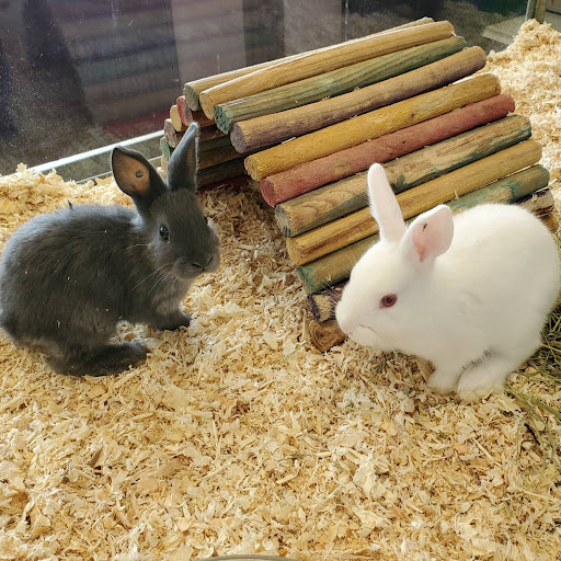 Pet Store «Friendly Pets», reviews and photos, 625 Friendly Center Rd, Greensboro, NC 27408, USA