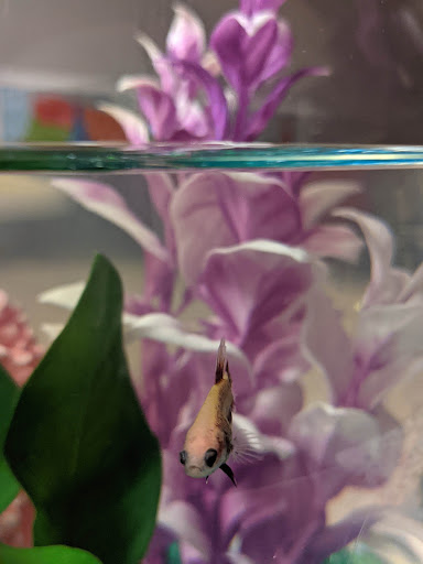 Pet Supply Store «Petco Animal Supplies», reviews and photos, 200 Triangle Shopping Center #230, Longview, WA 98632, USA