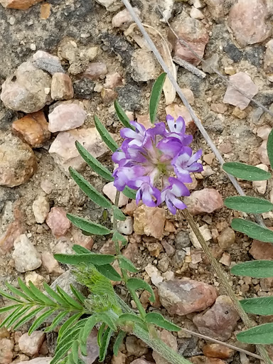 Winery «Arc De Texas», reviews and photos, 4555 US-281, Johnson City, TX 78636, USA