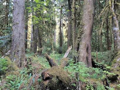 Skokomish Upper/Lower South Fork Trailhead