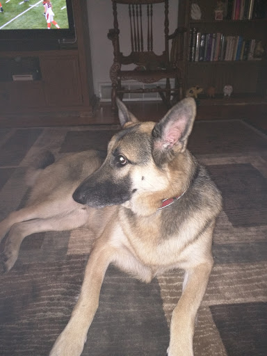 Pet Supply Store «Petco Animal Supplies», reviews and photos, 517 N 3rd Pl, Manhattan, KS 66502, USA