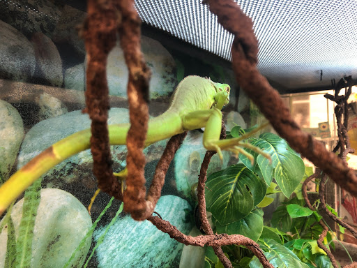 Pet Supply Store «Petco Animal Supplies», reviews and photos, 178 Township Blvd, Camillus, NY 13031, USA