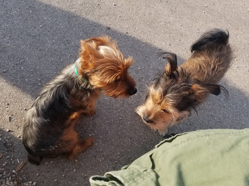 Dog Park «Portage Dog Friendly Area», reviews and photos, 4100 N Long Ave, Chicago, IL 60641, USA