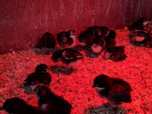 Animal Feed Store «Western Ranchman Store», reviews and photos, 16028 N 32nd St, Phoenix, AZ 85032, USA