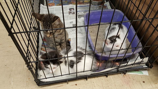 Pet Store «Liberty Agway Pet Center», reviews and photos, 11 Bon Jovi Ln, Liberty, NY 12754, USA