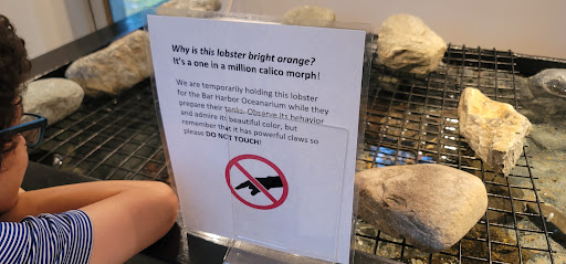 Natural History Museum «George B. Dorr Museum of Natural History», reviews and photos, 105 Eden St, Bar Harbor, ME 04609, USA