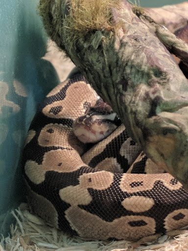 Pet Supply Store «Pet Supplies Plus», reviews and photos, 508 E Stroop Rd, Kettering, OH 45429, USA