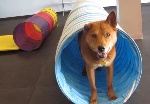 Dog Trainer «Calling All Dogs», reviews and photos, 6088 S Highland Dr, Holladay, UT 84121, USA