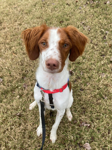 Peach on a Leash Dog Training and Behavior Services - Milton