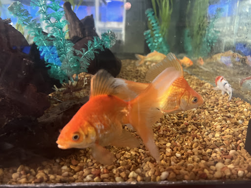 Pet Supply Store «Petco Animal Supplies», reviews and photos, 3055 N President George Bush Hwy, Garland, TX 75040, USA