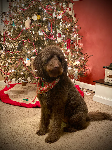 Kennel «Pampered Pets», reviews and photos, 601 Concord Ave, Charlottesville, VA 22903, USA