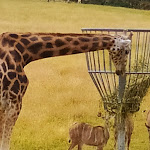 Photo n° 1 de l'avis de sandrine.b fait le 19/06/2022 à 20:04 pour Parc animalier et botanique & Parcabout de Branféré à Le Guerno