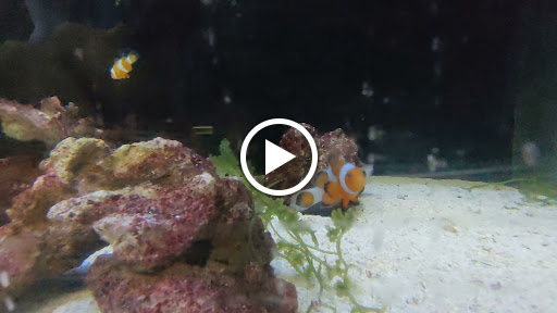 Aquarium Shop «Exotic Aquariums», reviews and photos, 7399 Bird Rd, Miami, FL 33155, USA