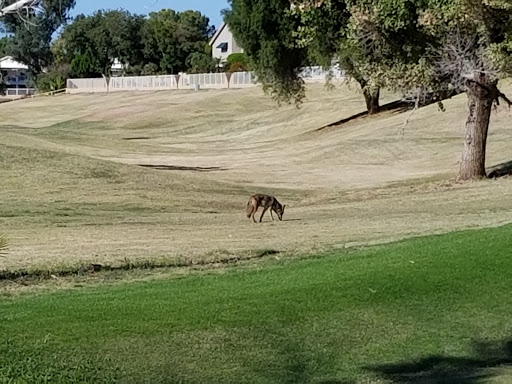 Golf Club «Superstition Springs Golf Club», reviews and photos, 6542 E Baseline Rd, Mesa, AZ 85206, USA