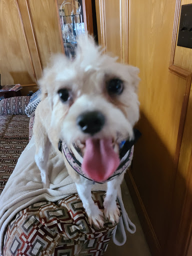 Pet Supply Store «Petco Animal Supplies», reviews and photos, 2722 N Josey Ln #107, Carrollton, TX 75007, USA