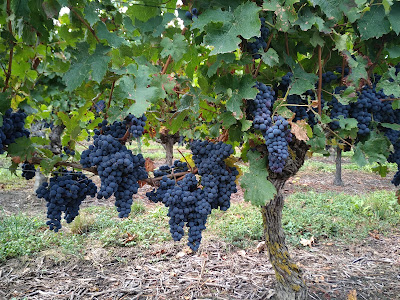 Domaine de Jarry Boisnier à Brain-sur-Allonnes