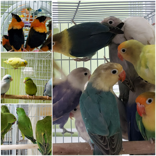 Pet Store «Louis Birds Pets & Supplies», reviews and photos, 80 Keyes St, San Jose, CA 95122, USA