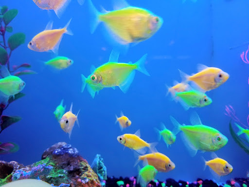 Pet Supply Store «PetSmart», reviews and photos, 170 Marketplace Blvd, Hamilton Township, NJ 08691, USA