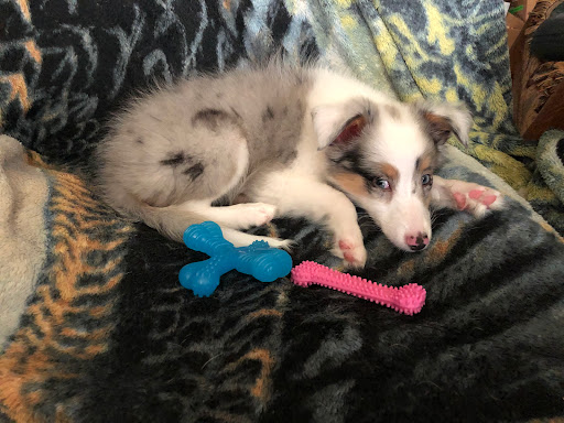 Pet Store «Pet City Pet Shops», reviews and photos, 750 Citadel Dr N # 2092, Colorado Springs, CO 80909, USA