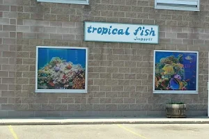 Tropical Fish Imports image