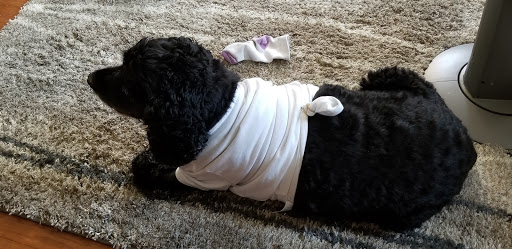 Animal Hospital of Ashwaubenon: Barker Terry DVM