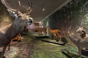 Valais Nature Museum image