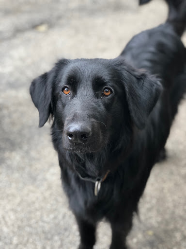 Pet Groomer «Doggie Style Bowtique», reviews and photos, 1713 Westport Rd, Kansas City, MO 64111, USA