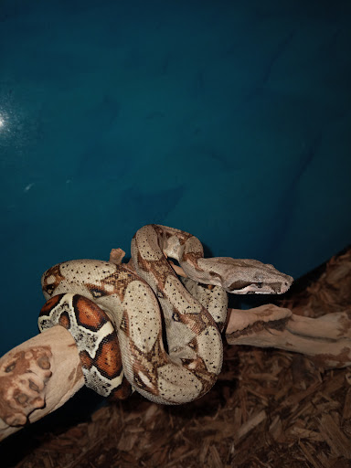 Pet Supply Store «Pet Bazaar», reviews and photos, 490 FL-436, Casselberry, FL 32707, USA