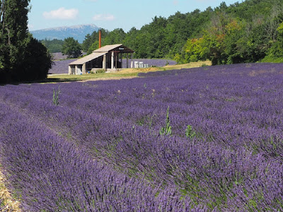 Vallon des Lavandes à Sault