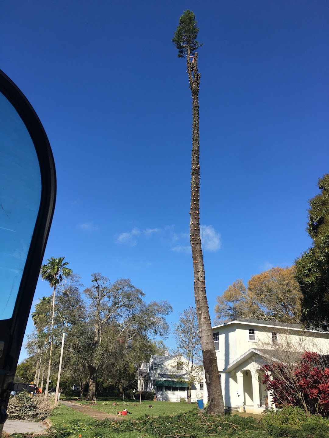 Ward Tree Services