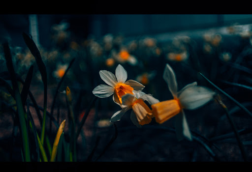 Monument «The Tomb of the Unknowns», reviews and photos, 1 Memorial Ave, Fort Myer, VA 22211, USA