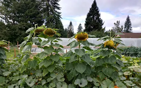 Capital Vision Community Garden image