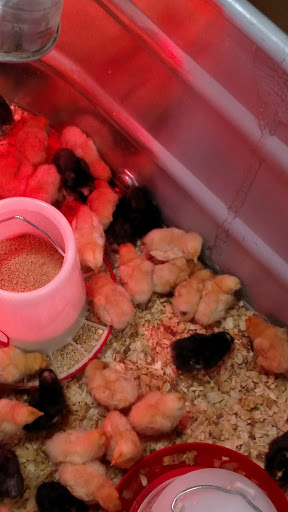 Home Improvement Store «Tractor Supply Co.», reviews and photos, 2374 Cross Pointe Dr, Rock Hill, SC 29730, USA