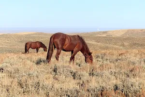 Pilot Butte Wild Horse Scenic Loop image