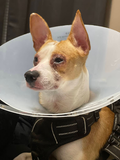 Pet Supply Store «PetSmart», reviews and photos, 430 NW Eastman Pkwy, Gresham, OR 97030, USA