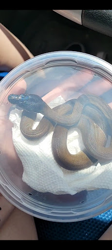 Reptile Store «Reptile Pets Direct», reviews and photos, 8088 Pat Booker Rd, Live Oak, TX 78233, USA