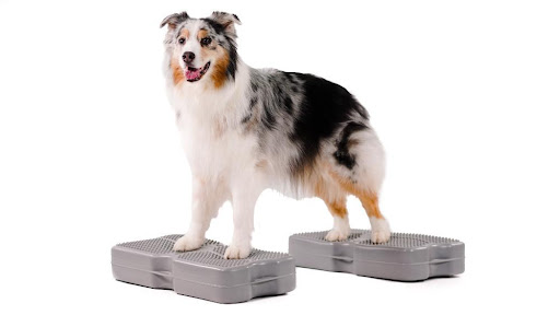 Pet Supply Store «J & J Dog Supplies», reviews and photos, 975 Ford St, Colorado Springs, CO 80915, USA