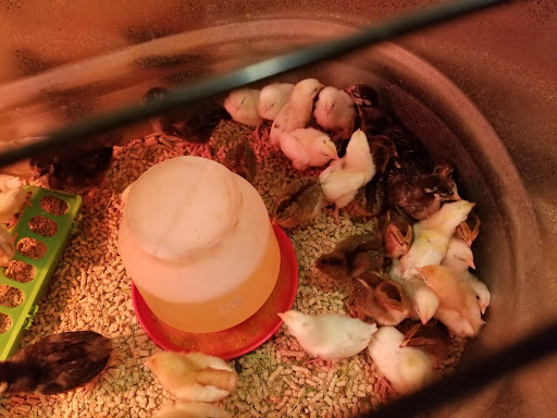 Animal Feed Store «Wilco Farm Store», reviews and photos, 2300 E Hancock St, Newberg, OR 97132, USA