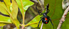 Tanler Termite and Pest Control - Photo 6 - Car repair in Los Angeles, CA, Los Angeles