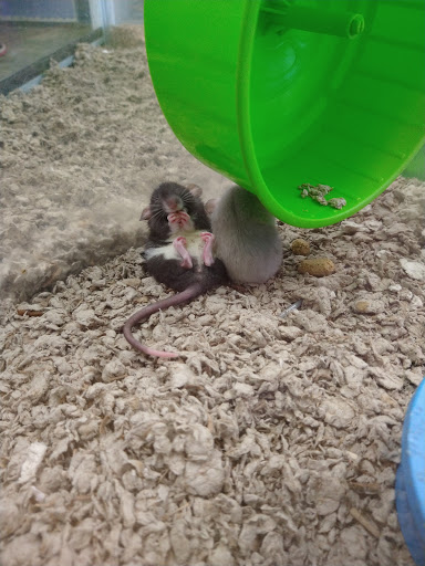 Pet Store «A Family Pet Center», reviews and photos, 6230 N Lockwood Ridge Rd, Sarasota, FL 34243, USA