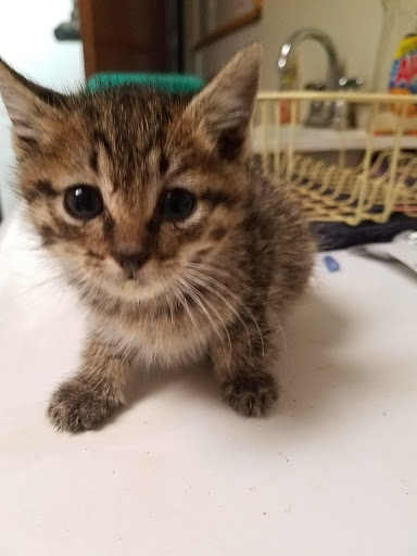 Thrift Store «West Plains Regional Animal Shelter», reviews and photos, 1438 State Rte BB, West Plains, MO 65775, USA