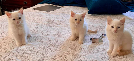 Pet Supply Store «PetSmart», reviews and photos, 15331 Montanus Dr, Culpeper, VA 22701, USA