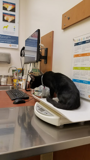 Pet Supply Store «PetSmart», reviews and photos, 15555 E 14th St, San Leandro, CA 94578, USA