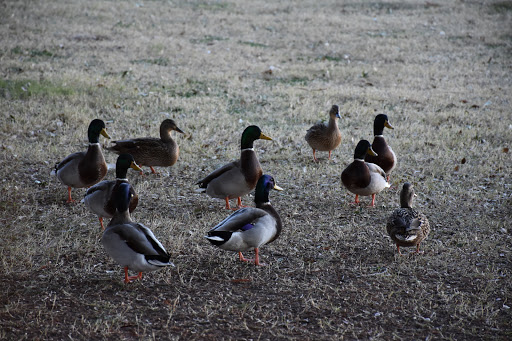 Park «Bowman Springs Park», reviews and photos, 7003 W Poly Webb Rd, Arlington, TX 76016, USA