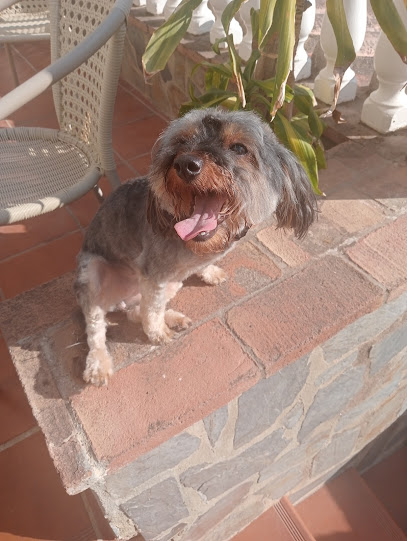 Peluquería canina móvil AmorPets - Servicios para mascota en Alameda