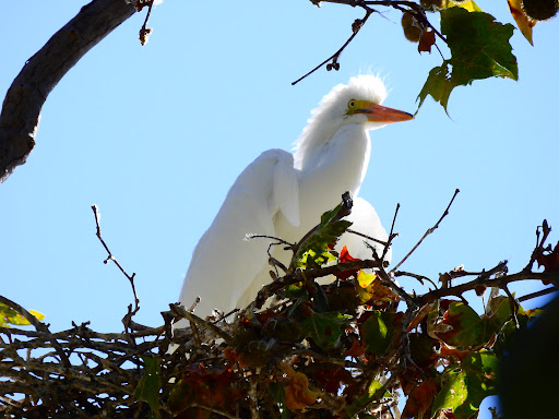 Shorebird Egret Rookery