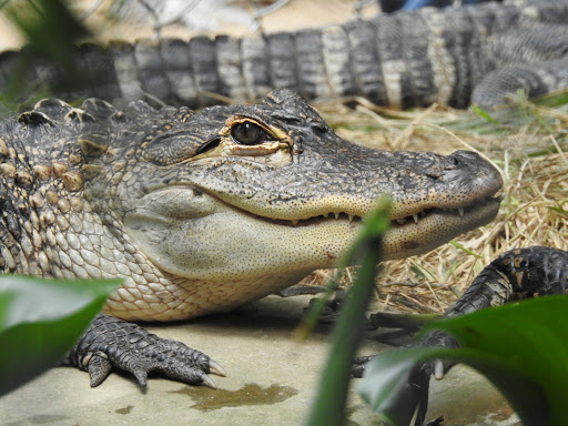Zoo «3 Palms Zoo & Education Center», reviews and photos, 924 Blackbird Forest Rd, Clayton, DE 19938, USA