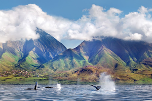 PacWhale Eco-Adventures Lahaina image