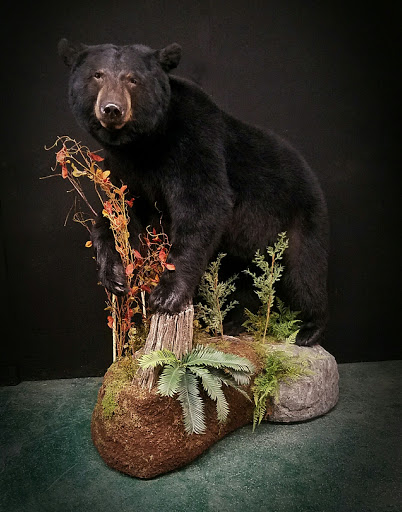 Taxidermist «HighPoint Taxidermy And Outfutters», reviews and photos, 14860 OH-13, Thornville, OH 43076, USA