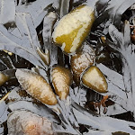 Photo n°28 de l'avis de Christian.c fait le 14/11/2017 à 10:56 sur le  Strandbad Hooksiel à Wangerland
